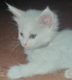 Splendida Maine Coon White 