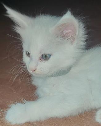 Splendida Maine Coon White 