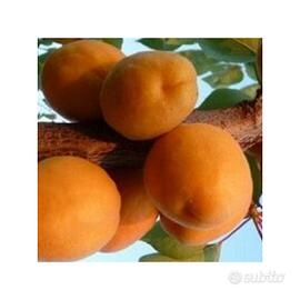 Albicocco  PIANTE