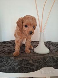 Maltipoo femminuccia