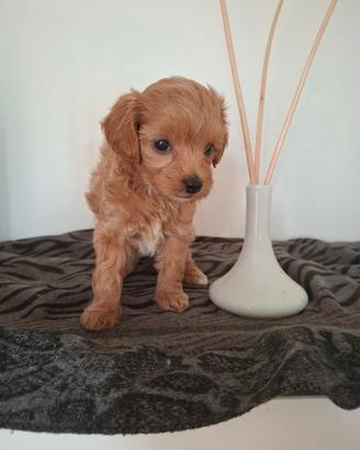 Maltipoo femminuccia