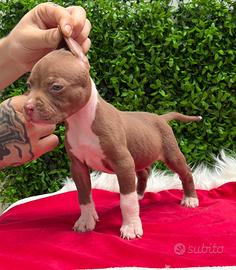 American pitbull terrier