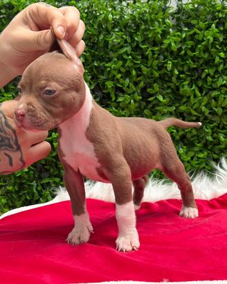 American pitbull terrier
