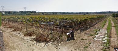 Terreno in agro di Andria vigneto tendone D8