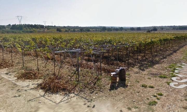 Terreno in agro di Andria vigneto tendone D8