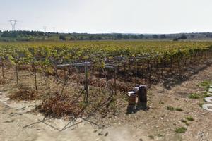 Terreno in agro di Andria vigneto tendone D8