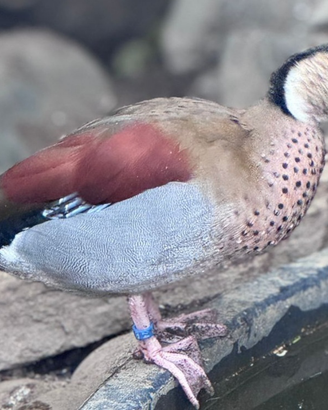 Alzavola brasiliana