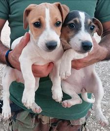Jack russell