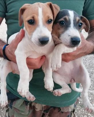 Jack russell