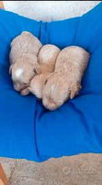 Maltipoo Mini Toy albicocca 2M 2F x fine maggio