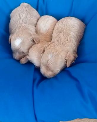 Maltipoo Mini Toy albicocca 2M 2F x fine maggio