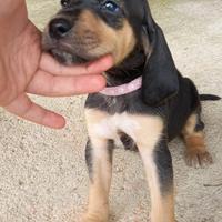Cuccioli con pedigree