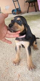 Cuccioli con pedigree