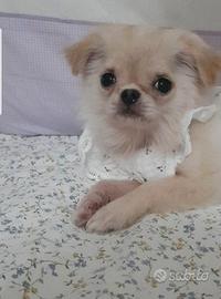 Chihuahua femmina con pedigree enci