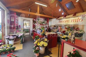 Negozio Cividale del Friuli [FioreriaVCG]