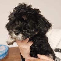 Cuccioli Bichon Havanais