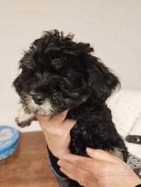 Cuccioli Bichon Havanais