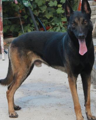 Pastore belga malinois pedigree x monta