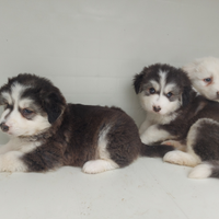 Cuccioli incrocio cane Pirenei e husky