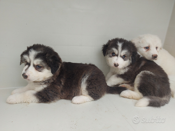 Cuccioli incrocio cane Pirenei e husky