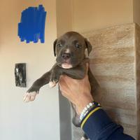 Cuccioli Pitbull