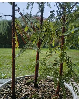 bonsai cipresso calvo boschetto