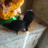 Coppia pulcini , cemani