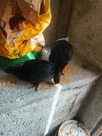 Coppia pulcini , cemani