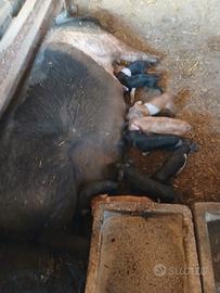 Maiali duroc