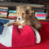 Cuccioli maschi due mesi