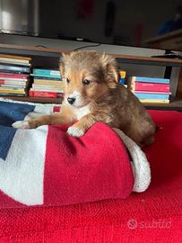 Cuccioli maschi due mesi