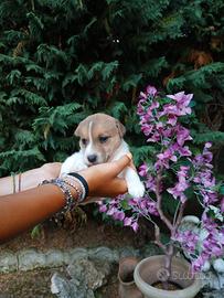 Cuccioli jack russel terrier