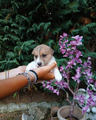 Cuccioli jack russel terrier