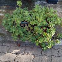 Pianta grassa vaso e sottovaso rettangolare cm 40