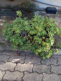 Pianta grassa vaso e sottovaso rettangolare cm 40