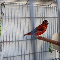 I b r i d i f1 cardinalino venezuela