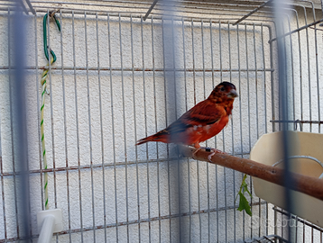 I b r i d i f1 cardinalino venezuela