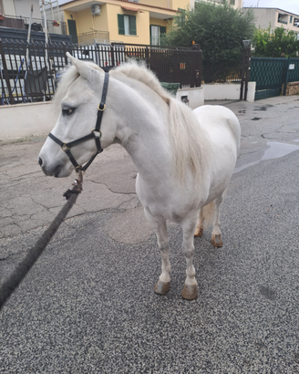 Pony