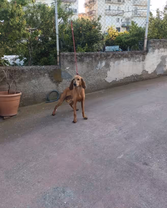 Segugio italiano adulto