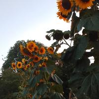 Girasole Gigante 