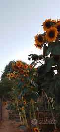 Girasole Gigante 