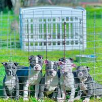 Amstaff blu occhi blu pedigree enci