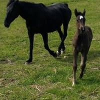 Cavalla 175 al garrese