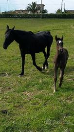 Cavalla 175 al garrese