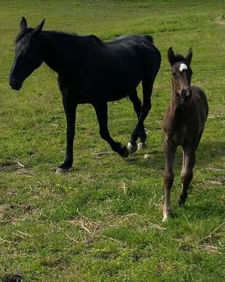 Cavalla 175 al garrese