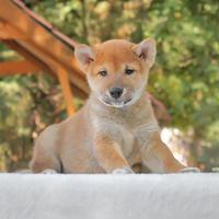 Shiba Inu Rosso