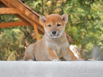 Shiba Inu Rosso