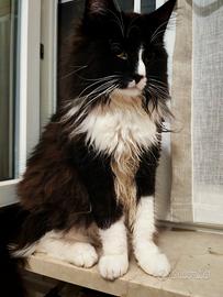 Gatto norvegese