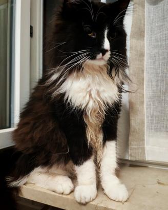 Gatto norvegese