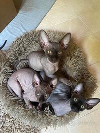 Gattini sphynx